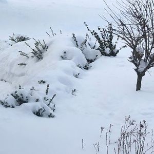 Meet your Posher, Carrie